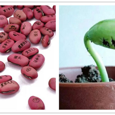 魔豆，我的願望可以像花一樣綻放嗎？